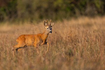 Roe deer buck coming to the camera. Roe buck  in natural meadow. Wildlife. Capreolus capreolus, Slovakia