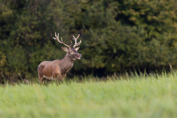 Young red deer stag during rut with open mouth, wildlife, Cervus elaphus, Slovakia
