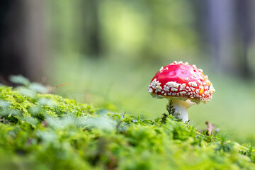 Red mushroom in the green moss with blurred trees in the background. Fly agaric, Amanita muscaria, fly amanita, Slovakia.