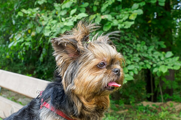 Naklejka premium Dog. Yorkshire terrier. Portrait of a cute smiling dog in the summer. Pets.