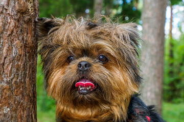 Naklejka premium Dog. Yorkshire terrier. Portrait of a cute smiling dog in the summer. Pets.