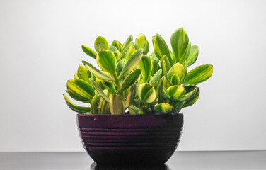 Variegated crassula money tree in a large pot. Botanical composition. Beautiful floral background