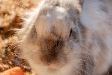 cute rabbit with carrot, close up
