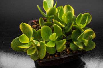 Variegated crassula money tree in a large pot. Botanical composition. Beautiful floral background