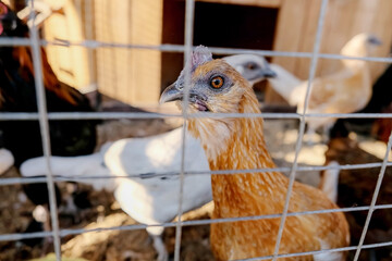 chickens in a cage on a farm. © Maksim Shebeko