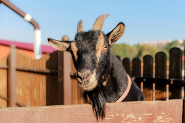 goat close up.  life. farming