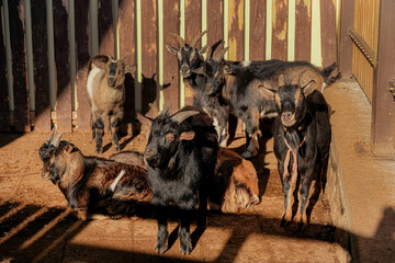 goat close up.  life. farming