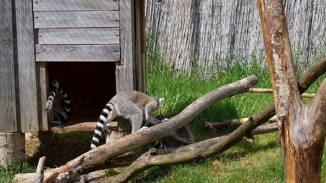 At wildlife park baby ring tailed lemur play with of family lemurs