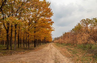 Fototapeta premium A rural road in the woods in the fall. Trees with yellow leaves