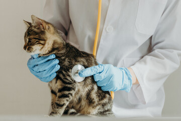 Girl veterinarian listens to the heartbeat of a kitten.