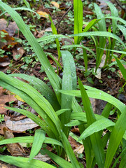 Obraz premium Close-up of vibrant green grass blades in a natural setting, covered in droplets of morning dew. The scene is rich with fallen leaves, showcasing the freshness of a wet autumn day in nature.