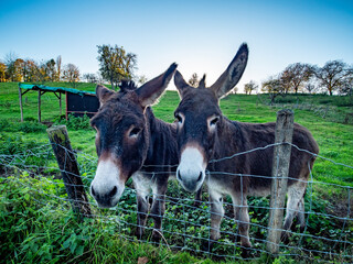 Junge Esel auf der Weide