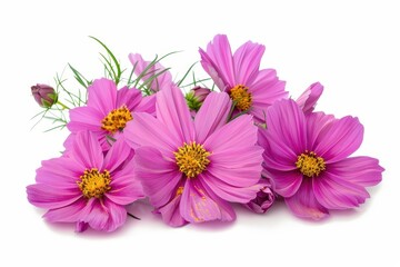 Close up of fuchsia cosmos flowers on white background with depth of field