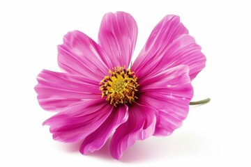 Close up photo of magenta cosmos flower on white background Deep DOF