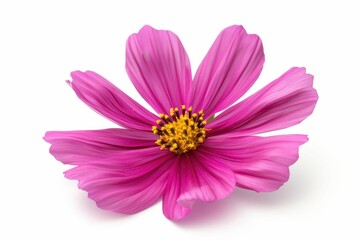 Close up magenta cosmos flower on white background in focus