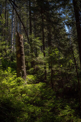 Green mystical dark forest in the mountains