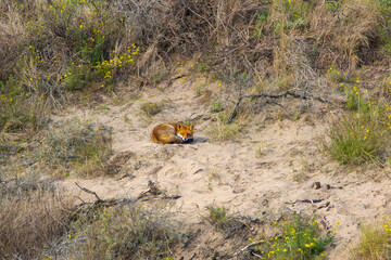 Dune landscape with resting but attentive Fox, Vulpes vulpes, lying in the sun on an open warm...