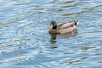 Male Mallard duck swimming in freshwater lake.