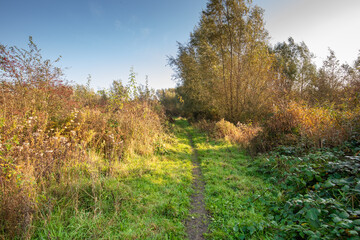 Autumn landscape Schinkelbos part of Amsterdamse Bos during sunrise with unpaved walking path and on both sides rough natural vegetation with herbaceous plants and willow trees