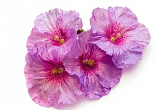 Four o clock blossom on white background