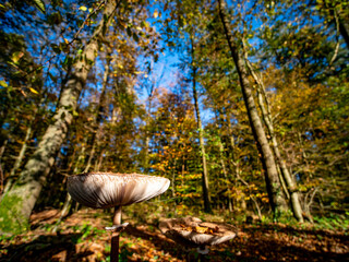 Parasol Pilze am Waldrand