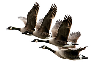 A flock of four geese flying in formation against a white background.