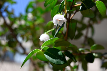 MURTILLA FRUTO Y FLOR SILVESTRE ANTIOXIDANTE DEL SUR DE CHILE PRECORDILLERA