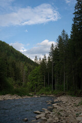 Green mystical dark forest in the mountains