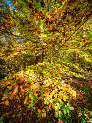 Fototapeta premium Sonnenlicht im herbstlichen Mischwald