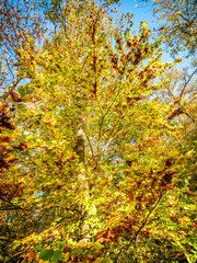 Sonnenlicht im herbstlichen Mischwald