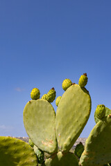 Prickly pear cactus or Opuntia cactus fruit isolated against a deep blue sky