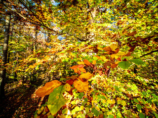 Sonnenlicht im herbstlichen Mischwald