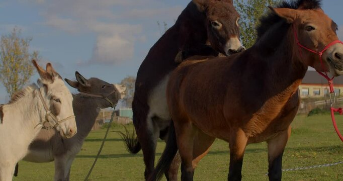 A lively and vibrant scene of playful donkeys joyfully playing together in a peaceful countryside landscape