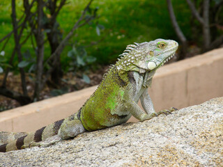 Iguana