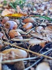 A group of acorns scattered on the forest floor, surrounded by fallen autumn leaves