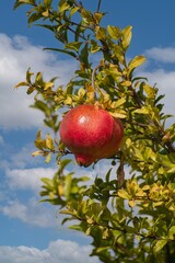 Pianta di melagrana con frutti