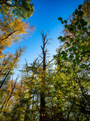Abgestorbener Baum im Wald
