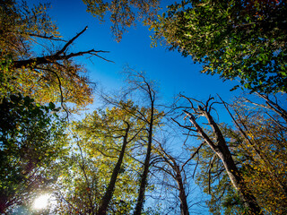 Abgestorbener Baum im Wald