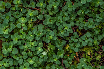 Moss green texture. Moss background. Green moss on grunge texture, background. natural textured