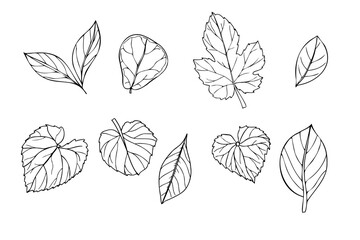 Set of tropical leaves vector isolated illustration painted by black inks. Dieffenbachia, Ficus, calathea, syngonium, ctenanta foliage realistic graphic sketch. Floral elements for design