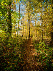 Waldweg durch den herbstlichen Mischwald