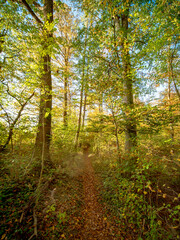 Waldweg durch den herbstlichen Mischwald