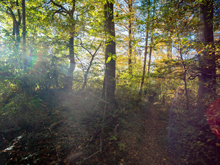 Sonnenlicht im herbstlichen Mischwald