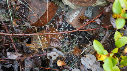 Raindrops on the plant leaves