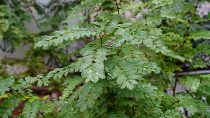 Raindrops on the plant leaves