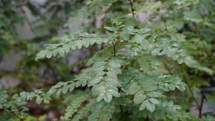Raindrops on the plant leaves
