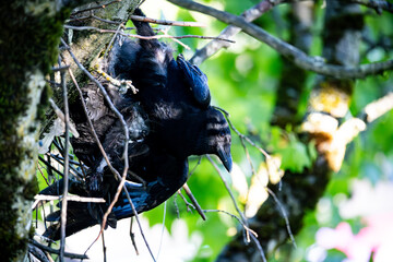 Babie crow dead, mother defending