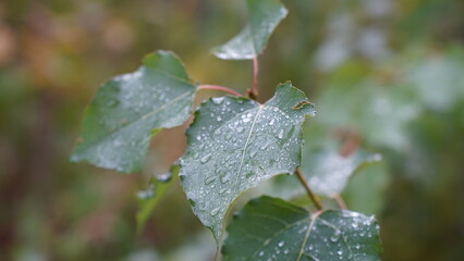 Raindrops on the plant leaves