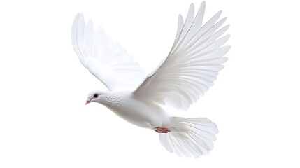 Obraz premium A white dove is flying against a white background.