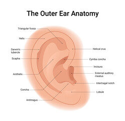 Diagram of the Outer Ear Anatomy